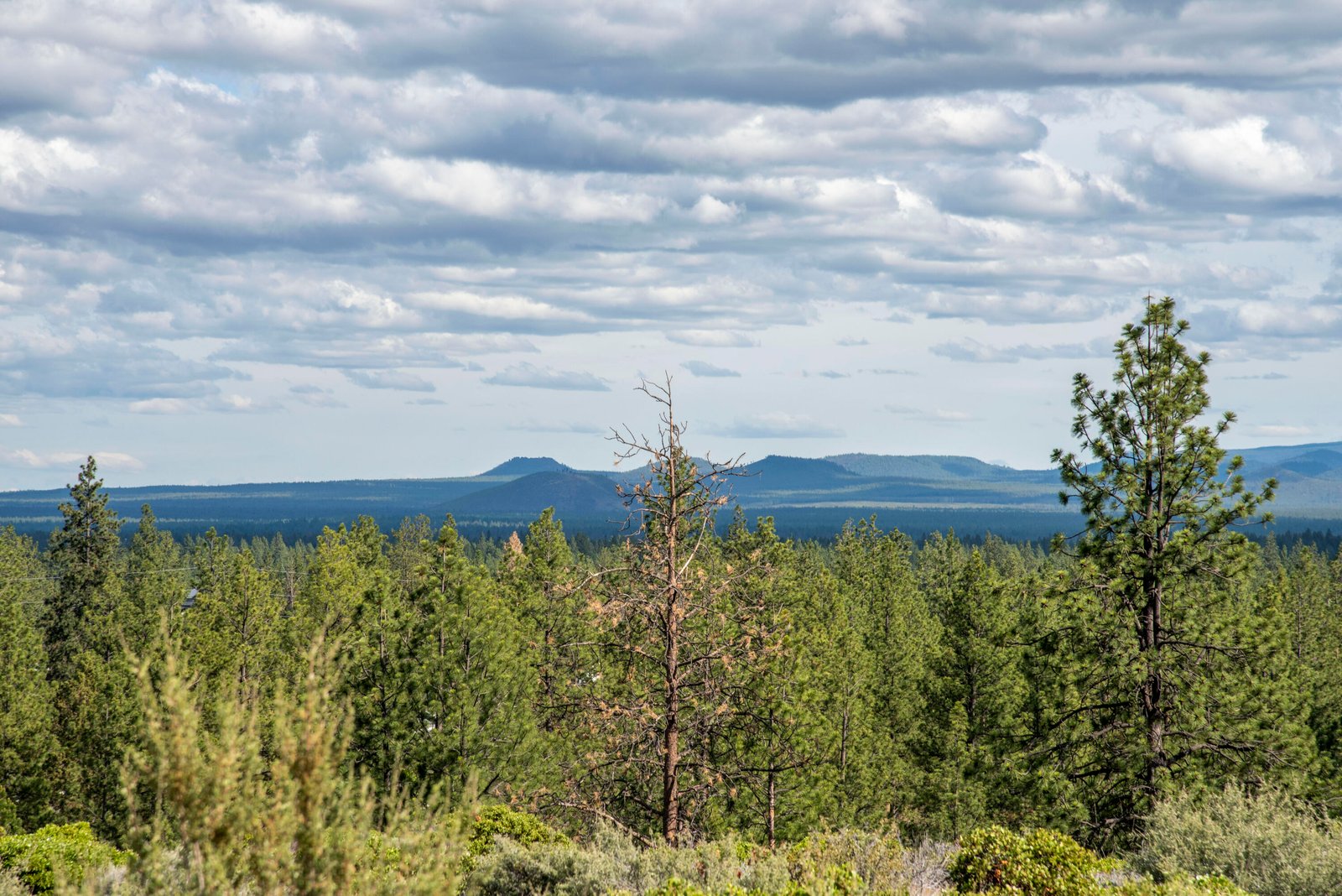 19121 Horizon View Drive photo 4